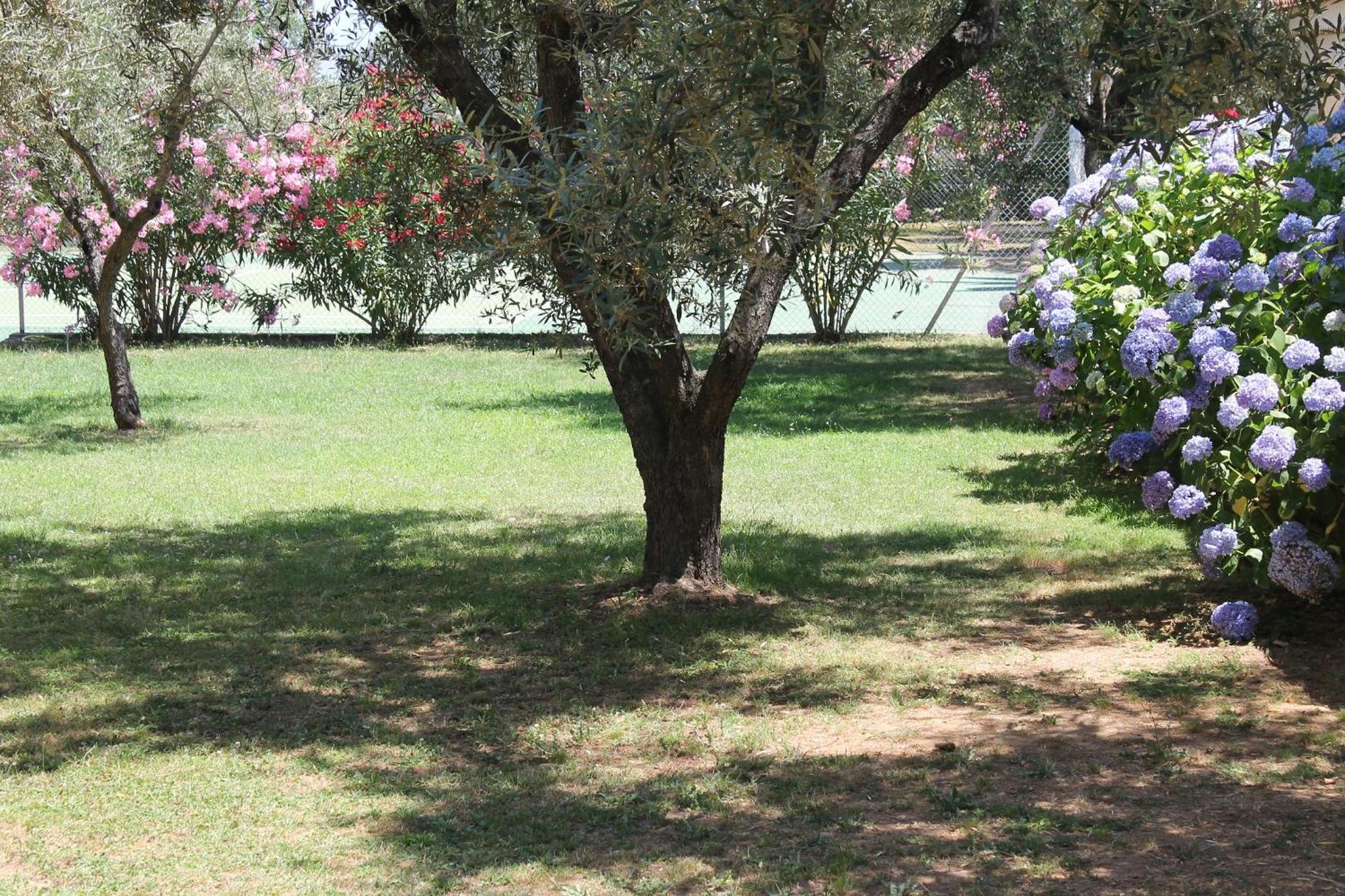 Domaine Le Clos Des Oliviers Sorbo-Ocagnano Dış mekan fotoğraf